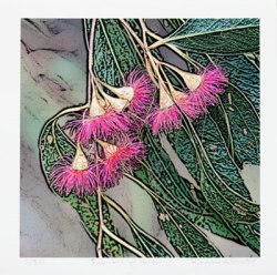 Flowering Gum
