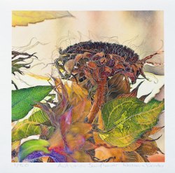 Autumn Sunflower