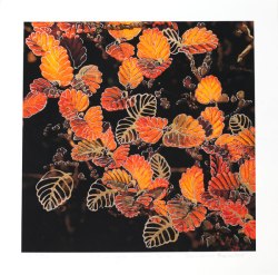 Nothofagus Gunnii Turn