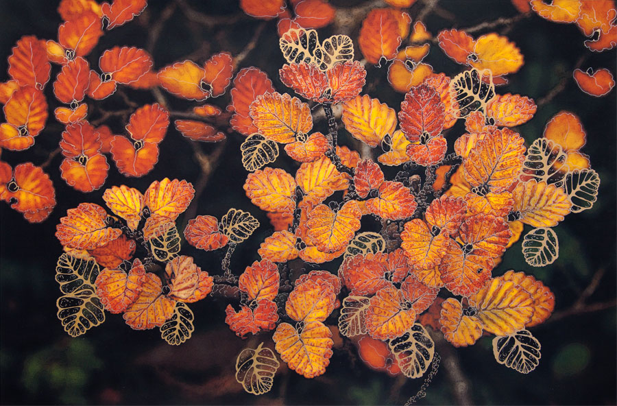 Nothofagus Gunnii Gold