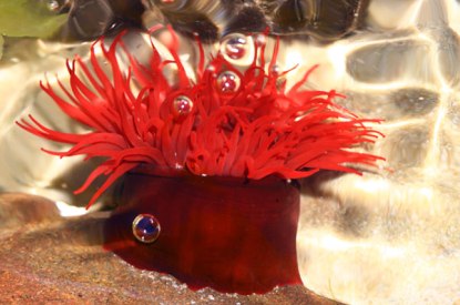 Sea-Anenome